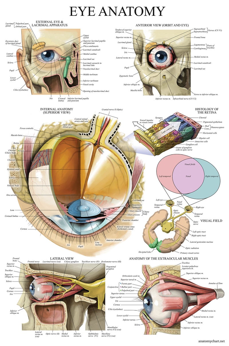 Palace Learning LAMINATED Eye Anatomical Poster  Human Eye Anatomy Chart  18 x 24