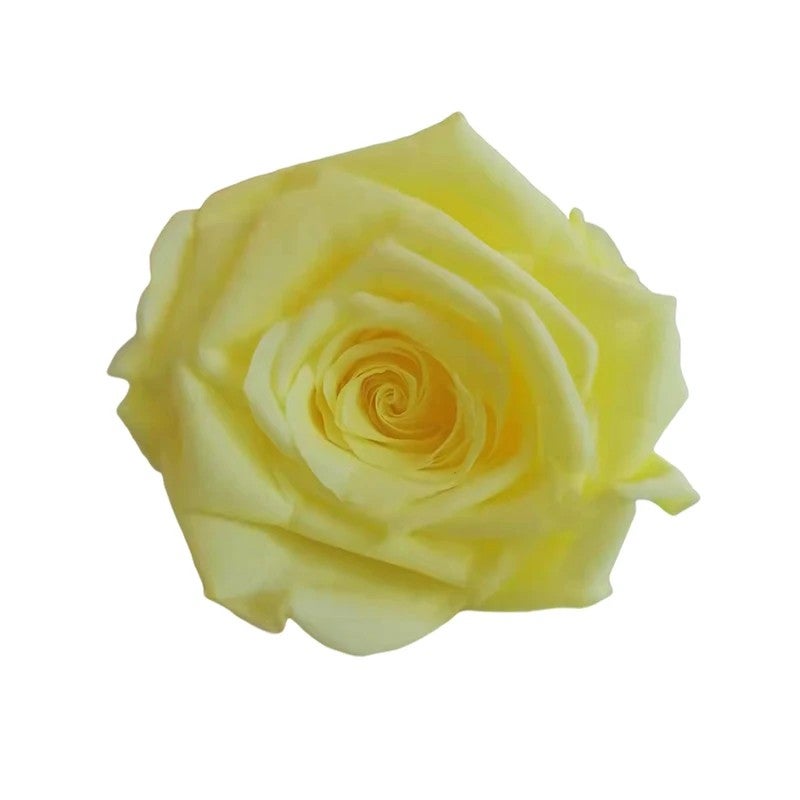 Bluejw Preserved Rose 4-5cm - Real Dried Flowers, Immortal Rose for Valentine's Day Gift, DIY Bouquet & Artificial Flower Arrangements - Image 1