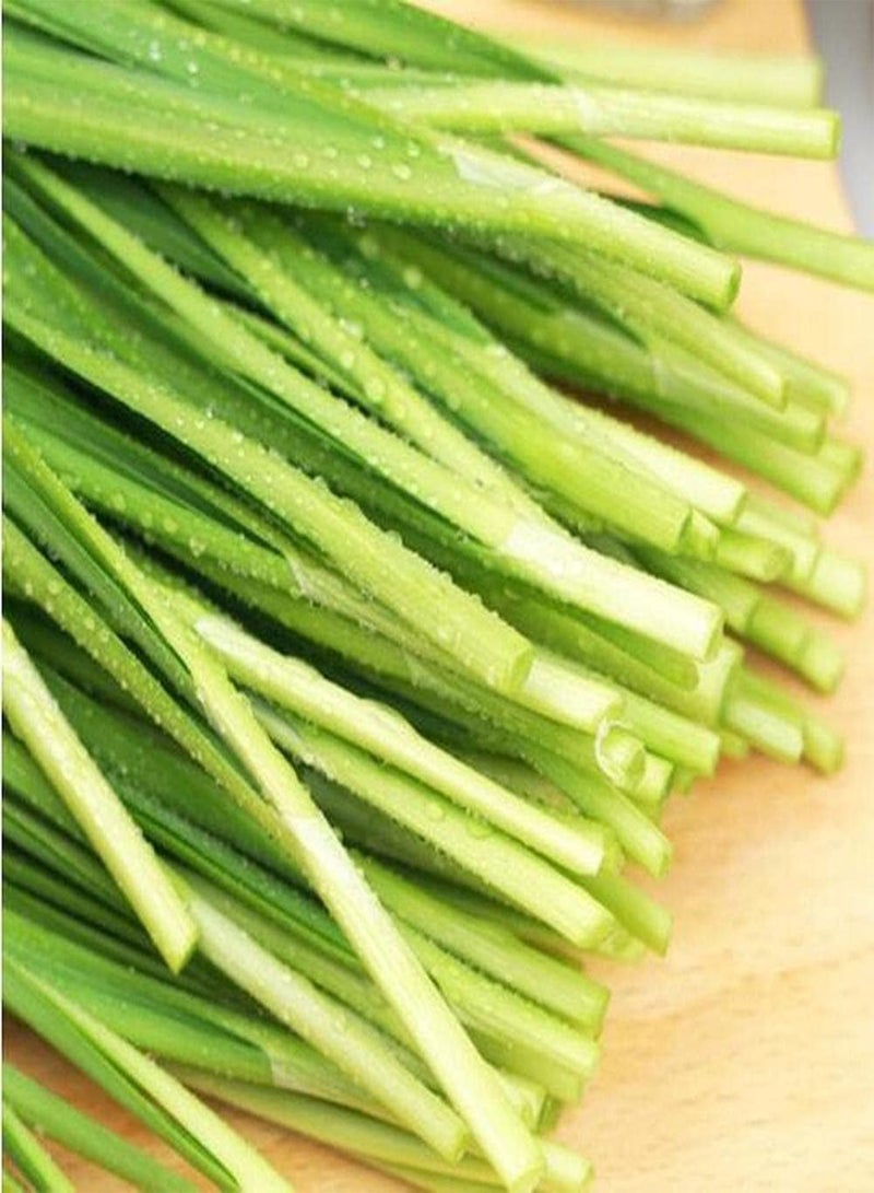 جي جوت 100 قطعة من بذور الكراث تُزرع على شكل قطع لتشكل منظرًا طبيعيًا، أصناف نباتية سهلة العناية، مناسبة للمبتدئين والبستانيين المبتدئين - Image 2