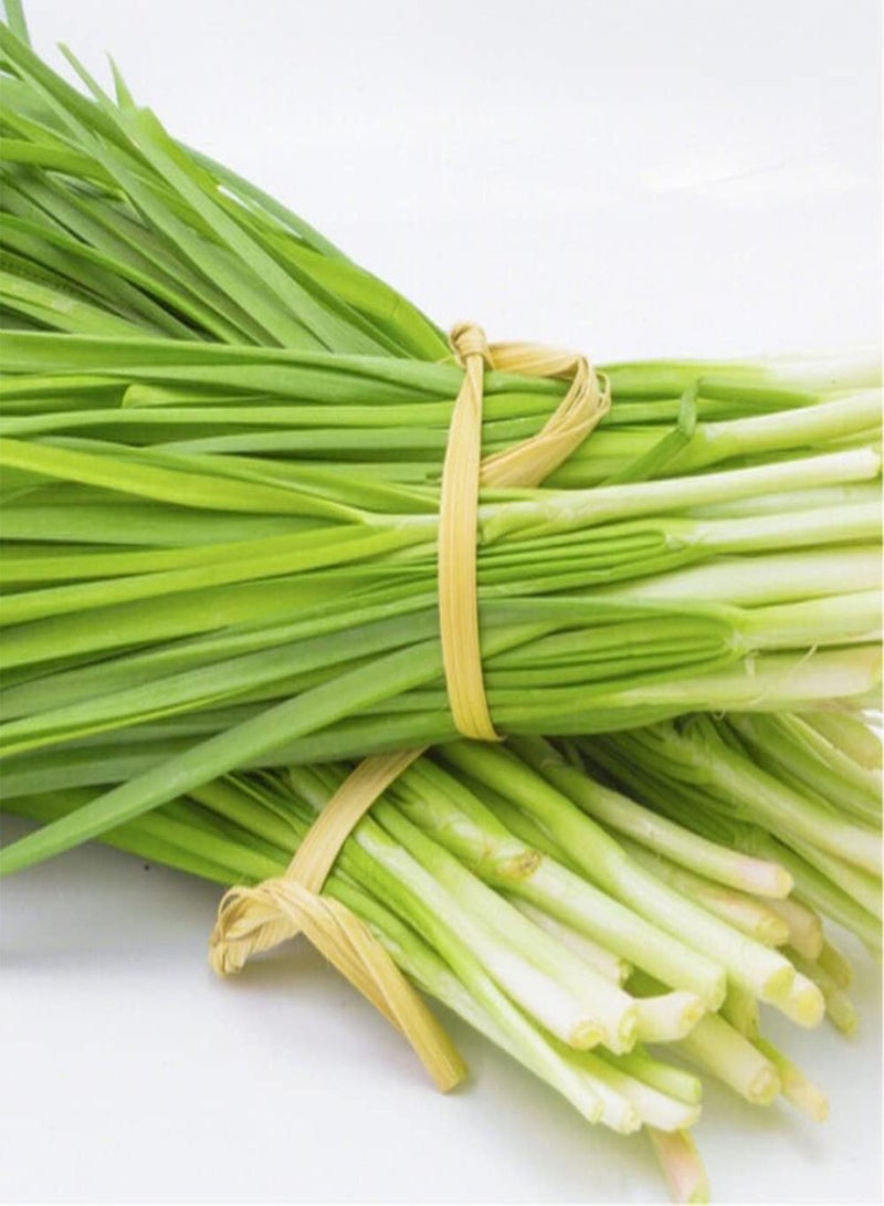 جي جوت 100 قطعة من بذور الكراث تُزرع على شكل قطع لتشكل منظرًا طبيعيًا، أصناف نباتية سهلة العناية، مناسبة للمبتدئين والبستانيين المبتدئين - Image 1