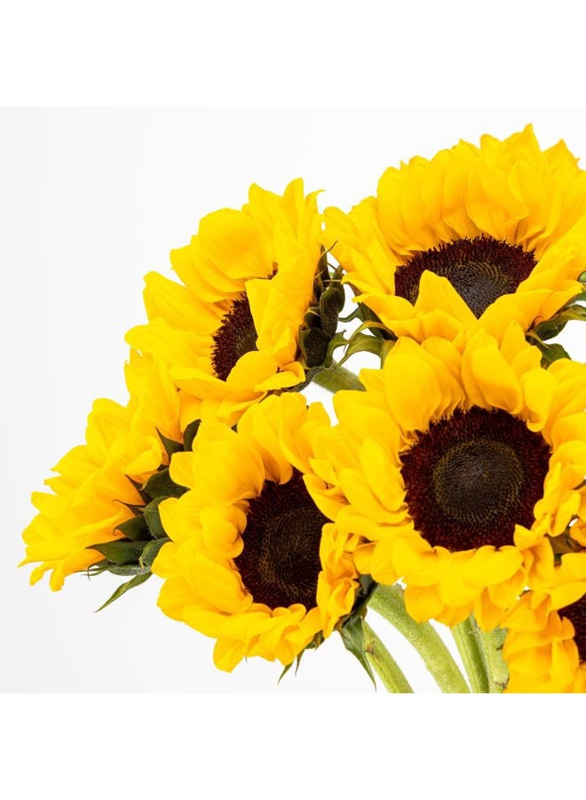 Benchmark Bouquets 10 Stem Sunflowers, Glass Vase Included, Gift Fresh Flowers for Birthday, Anniversary, Get Well, Sympathy, Congratulations, Thank You, Just Because - Image 2