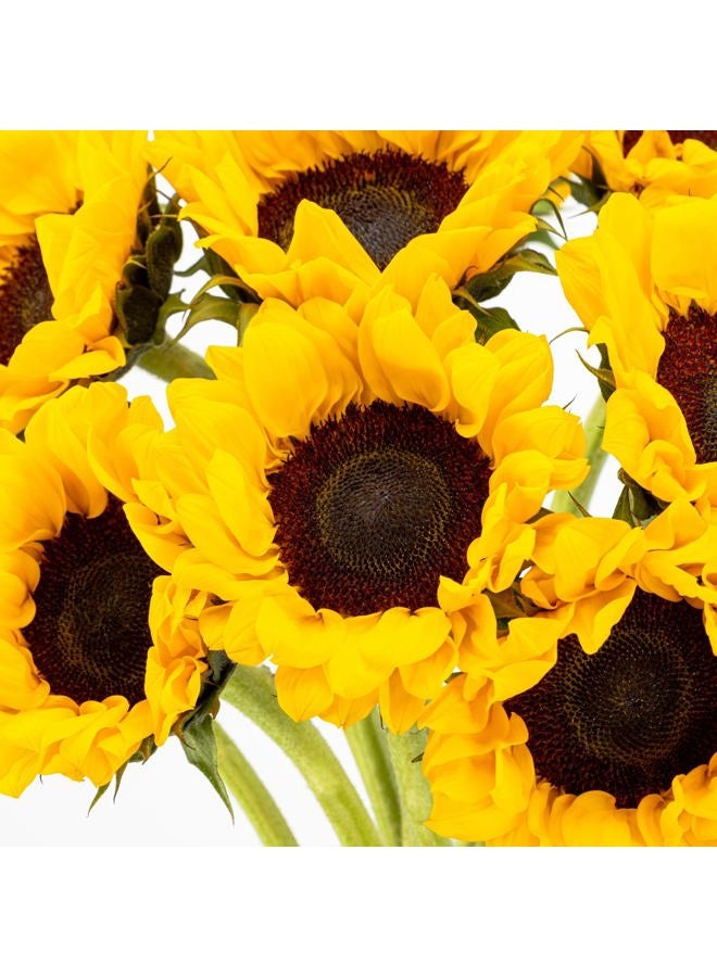 Benchmark Bouquets 10 Stem Sunflowers, Glass Vase Included, Gift Fresh Flowers for Birthday, Anniversary, Get Well, Sympathy, Congratulations, Thank You, Just Because - Image 4