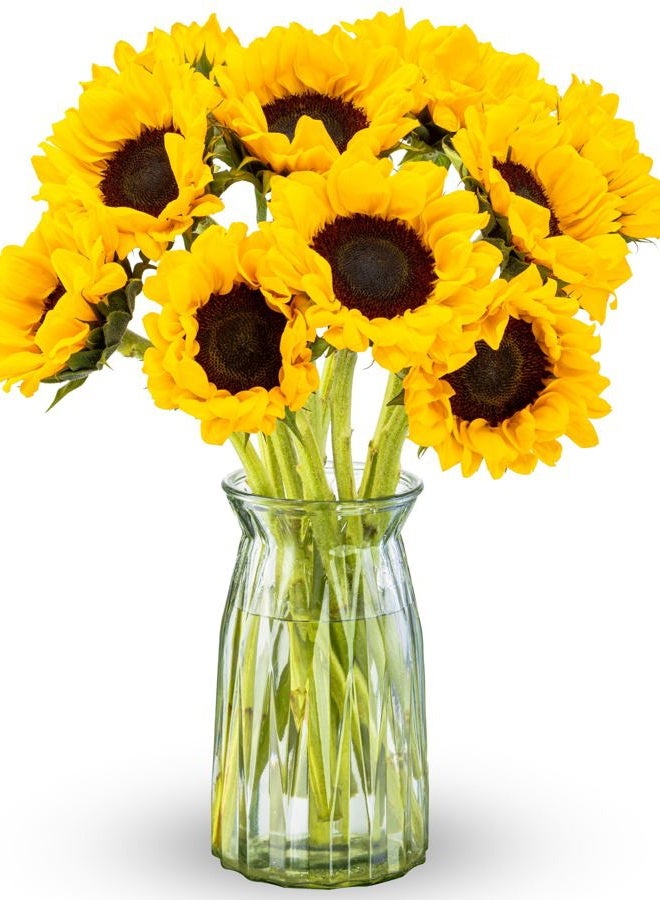 Benchmark Bouquets 10 Stem Sunflowers, Glass Vase Included, Gift Fresh Flowers for Birthday, Anniversary, Get Well, Sympathy, Congratulations, Thank You, Just Because - Image 1