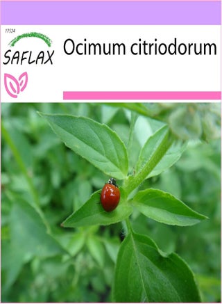 Lemon Basil - 200 Seeds - Ocimum citriodorum - pzsku/Z188145F498670287DF30Z/45/1749203219/00ba6745-996d-44f8-90d8-a9053445a8f0