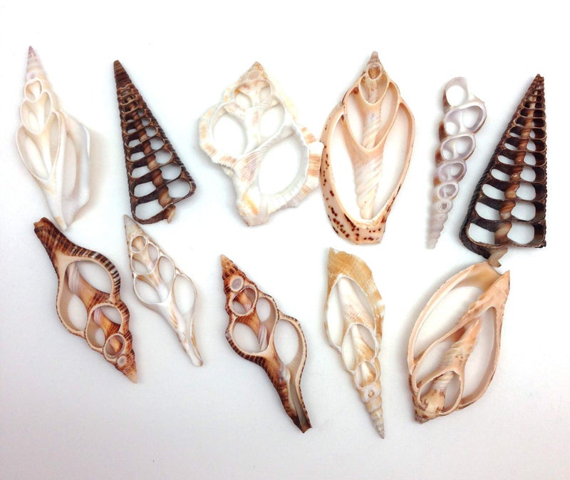 PEPPERLONELY 20PC Center Cut Assorted Mixed Sea Shells, 2 Inch ~ 3 Inch - Image 1