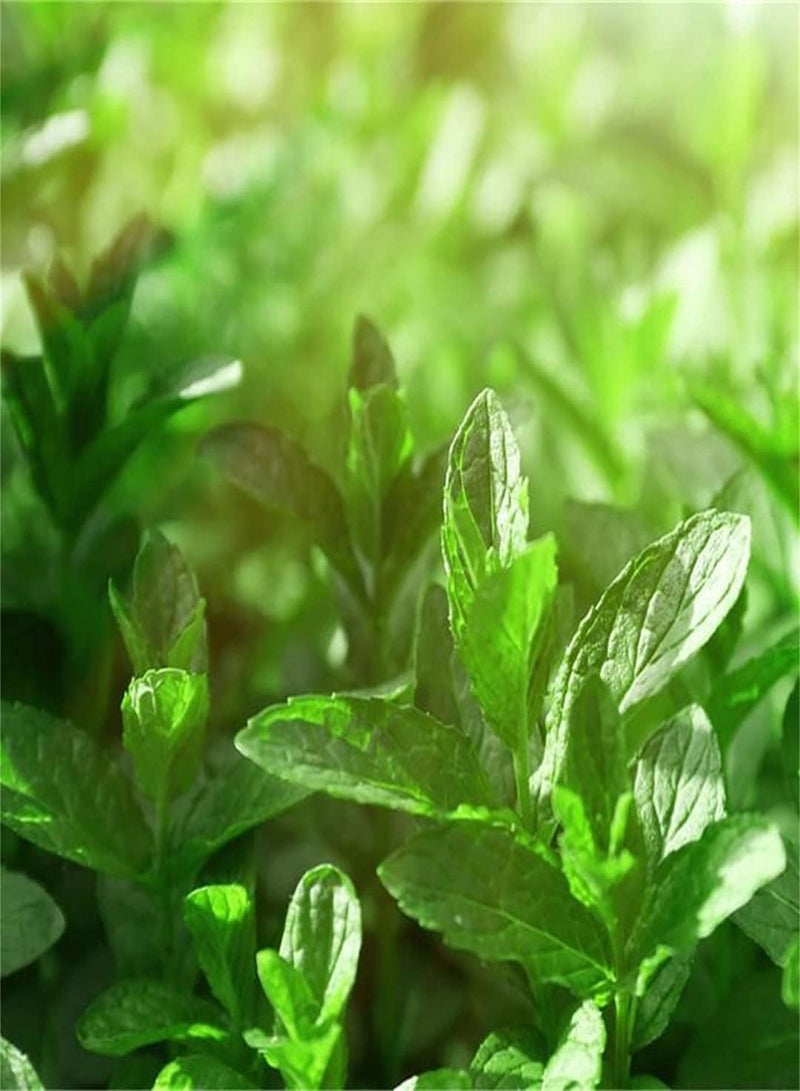 GGOOT Perennial Herb Peppermint Seeds/Potted Garden Plants/Heirloom Garden Seeds/High Expected Production Value - Image 1