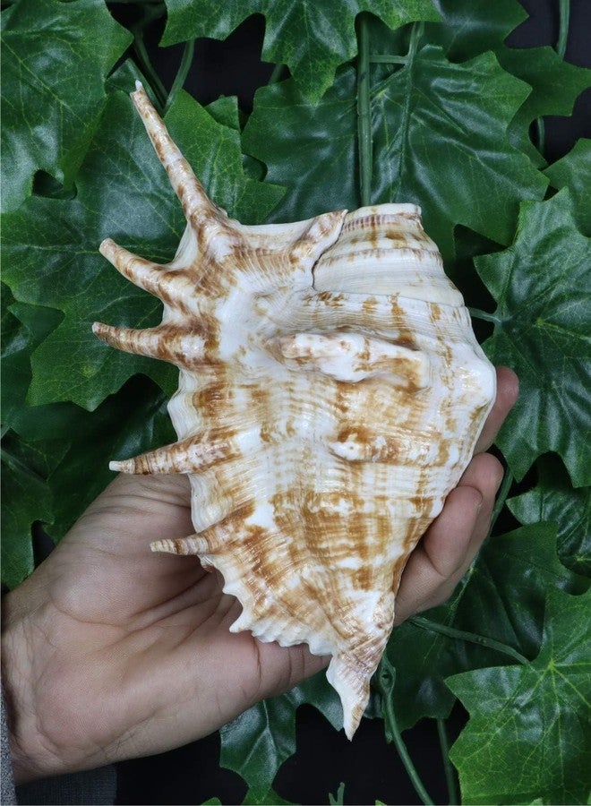 JUNERUSH Original Panchmukhi Shankh | Pink Queen Conch Shankh | Loud Blowing Shankh for Pooja, Rituals, Aquarium & Home Decor - Image 4