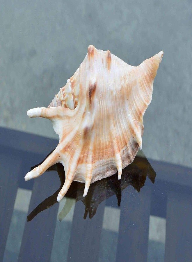 JUNERUSH Original Panchmukhi Shankh | Pink Queen Conch Shankh | Loud Blowing Shankh for Pooja, Rituals, Aquarium & Home Decor - Image 1