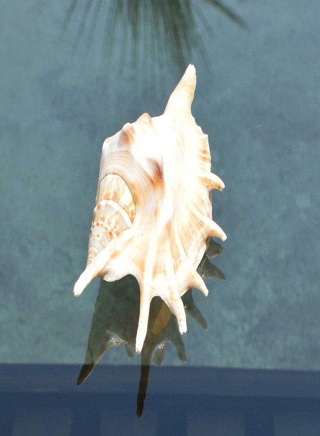 JUNERUSH Original Panchmukhi Shankh | Pink Queen Conch Shankh | Loud Blowing Shankh for Pooja, Rituals, Aquarium & Home Decor - Image 3