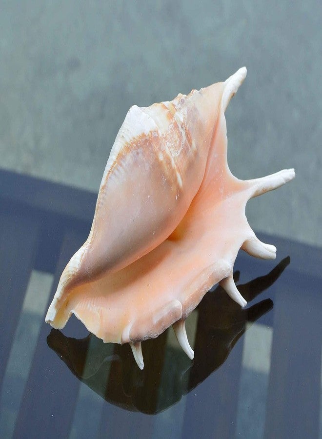 JUNERUSH Original Panchmukhi Shankh | Pink Queen Conch Shankh | Loud Blowing Shankh for Pooja, Rituals, Aquarium & Home Decor - Image 2