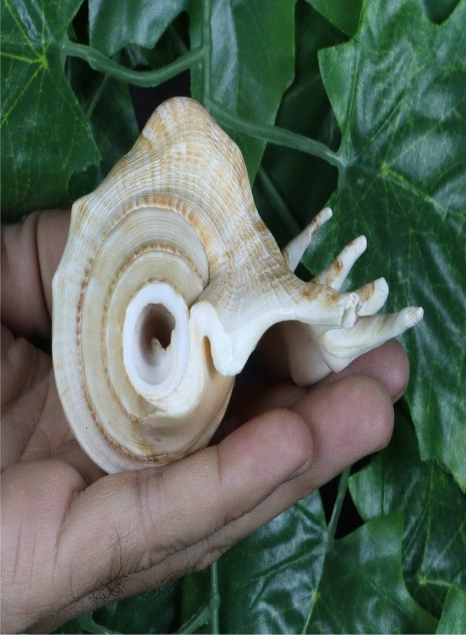 JUNERUSH Original Panchmukhi Shankh | Pink Queen Conch Shankh | Loud Blowing Shankh for Pooja, Rituals, Aquarium & Home Decor - Image 5