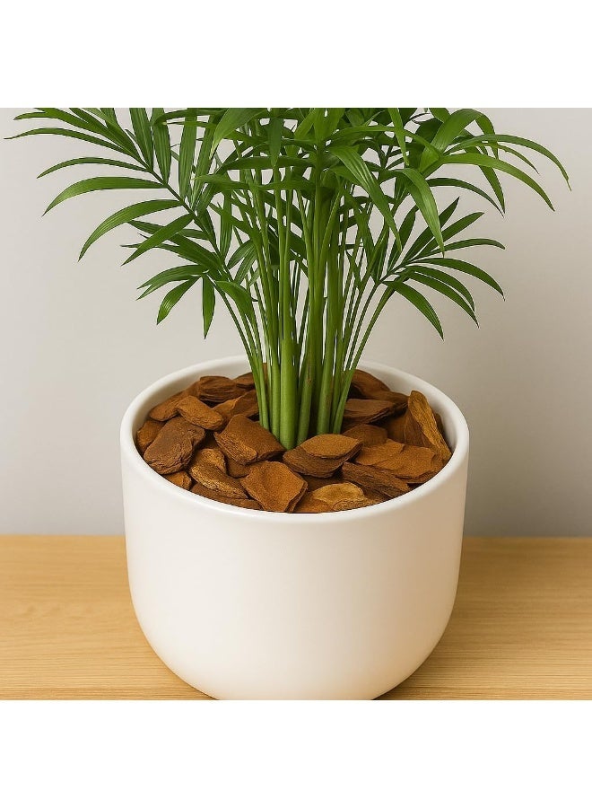 WALMOH 100% Natural Wooden Soil Topper – Premium Wood Chip Mulch for Moisture Retention, Weed Suppression, Soil Insulation & Garden Health, Ideal for Plants, Raised Beds & Flower Beds, 500 grams - Image 2