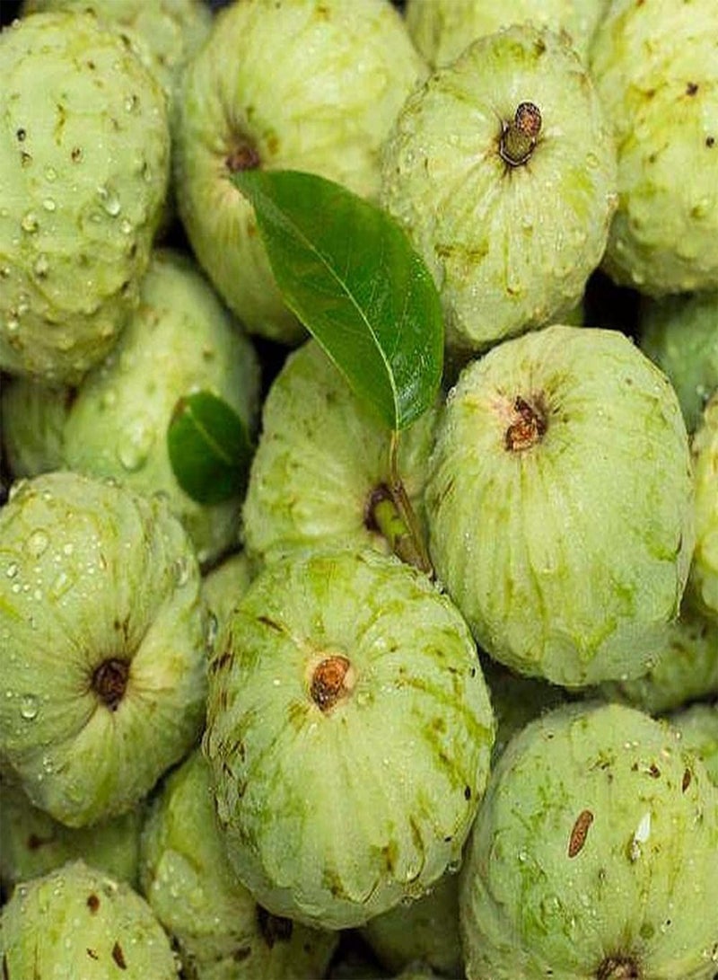 GGOOT 10pcs Non-GMO Annona Seeds Planted in Garden Courtyard Exudes Charming Fragrance Essential Fruit for Entertaining Guests - Image 1