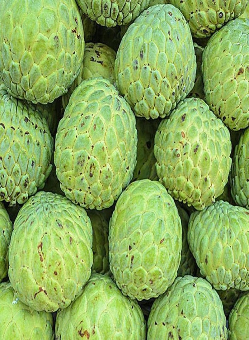GGOOT 10pcs Non-GMO Annona Seeds Planted in Garden Courtyard Exudes Charming Fragrance Essential Fruit for Entertaining Guests - Image 2