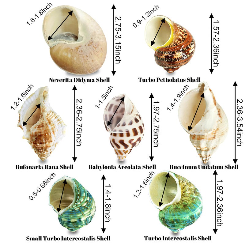 MOASIOP 7PCS Medium Large Hermit Crab Shells | Natural Sea Conch Size 2"-2.8" | Mixed Turbo Seashells Set for Small to Medium Hermit Crab Supplies, Saltwater Crab Habitat and Beach Decor Sea Shells - Image 2