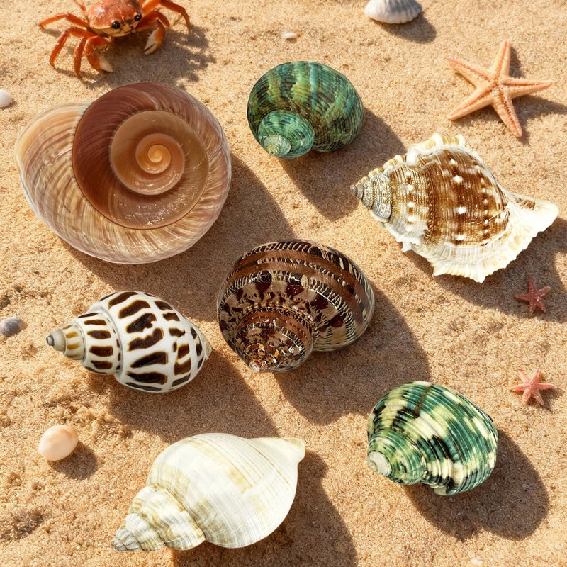 MOASIOP 7PCS Medium Large Hermit Crab Shells | Natural Sea Conch Size 2"-2.8" | Mixed Turbo Seashells Set for Small to Medium Hermit Crab Supplies, Saltwater Crab Habitat and Beach Decor Sea Shells - Image 4