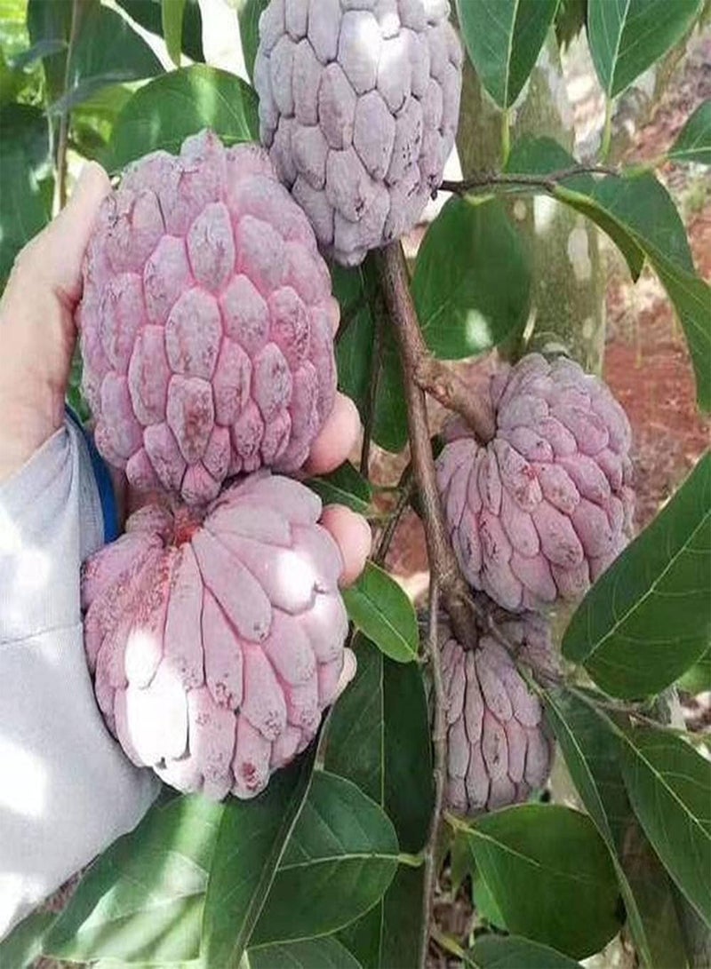 10pcs Annona Seeds Grow Your Own Crispy Juicy Sugar Apple Strong Adaptability Don't Need Much Care Enjoy The Joy of Harvest