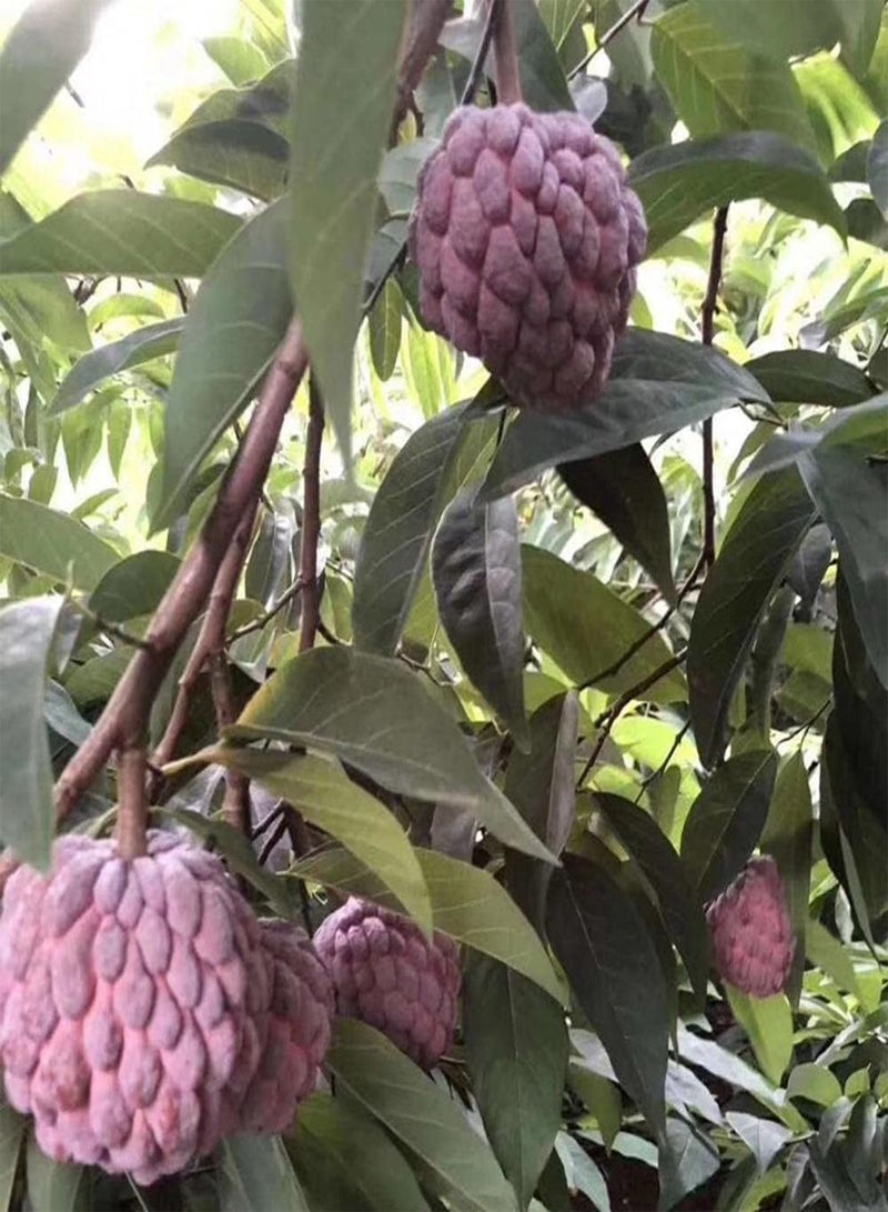10pcs Annona Seeds Grow Your Own Crispy Juicy Sugar Apple Strong Adaptability Don't Need Much Care Enjoy The Joy of Harvest