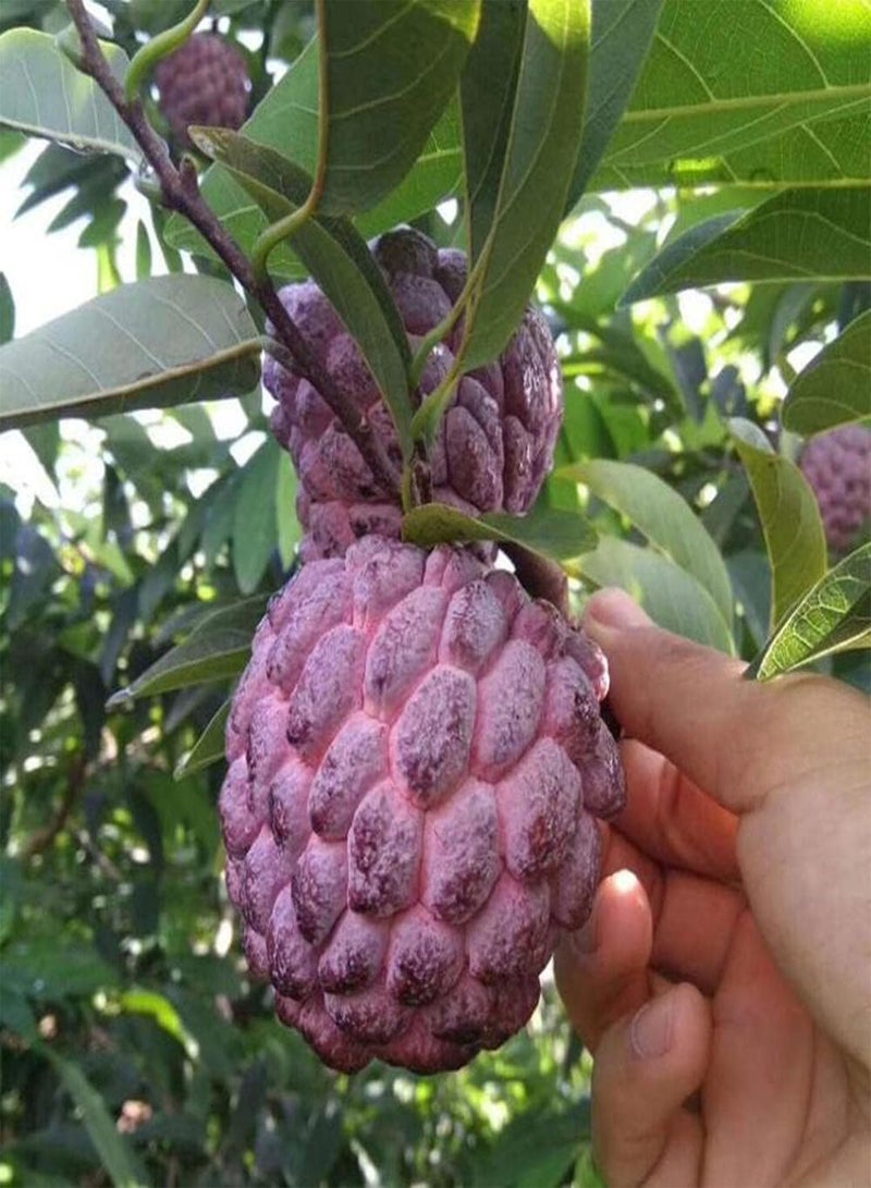 10pcs Annona Seeds Grow Your Own Crispy Juicy Sugar Apple Strong Adaptability Don't Need Much Care Enjoy The Joy of Harvest