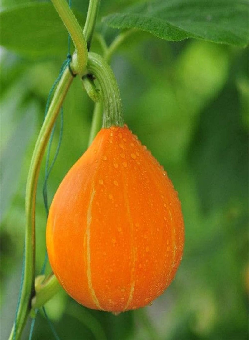 GGOOT 30Pcs Orange Pumpkin Seeds Non-GMO Squash Seed Vine Vegetable for Home Garden Balcony Planting - Image 2