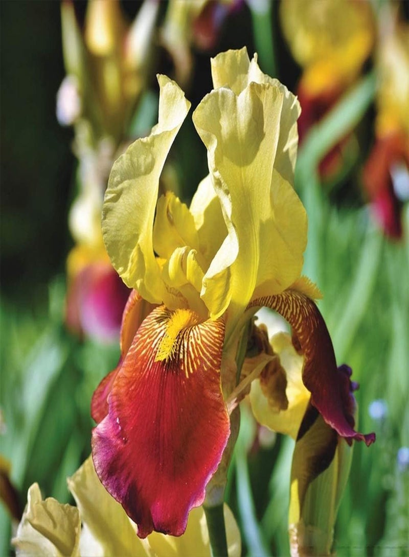 GGOOT 50Pcs Iris Seeds Planting in Garden Courtyard Balcony Non-GMO Heirloom Flower Seed Easy to Germinate Strong Adaptability Fast Growing Suitable for Beginners