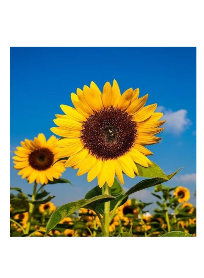 Generic Single Head Sunflower Seeds 80 PCS Sunflower Seeds For Home Garden Planting 