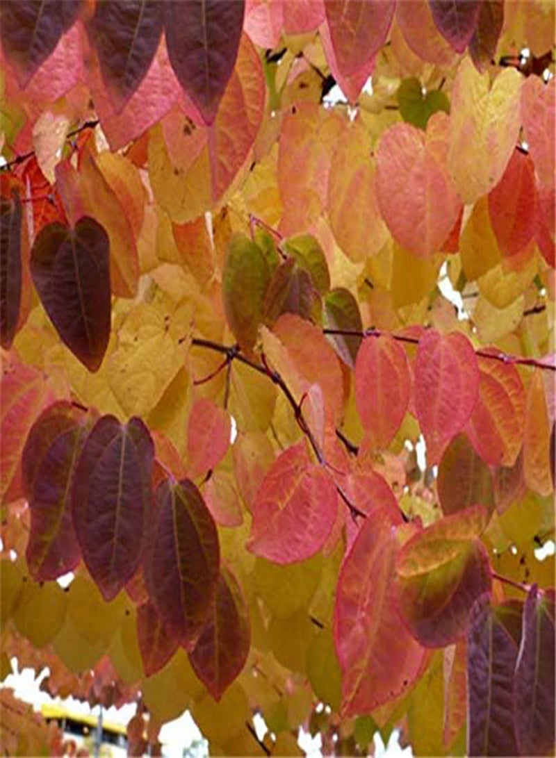 جي جوت بذور شجرة كاتسوراتري من إيجرو (30 قطعة/عبوة) - نبات سيرسيديفيلوم جابونيكوم - Image 3