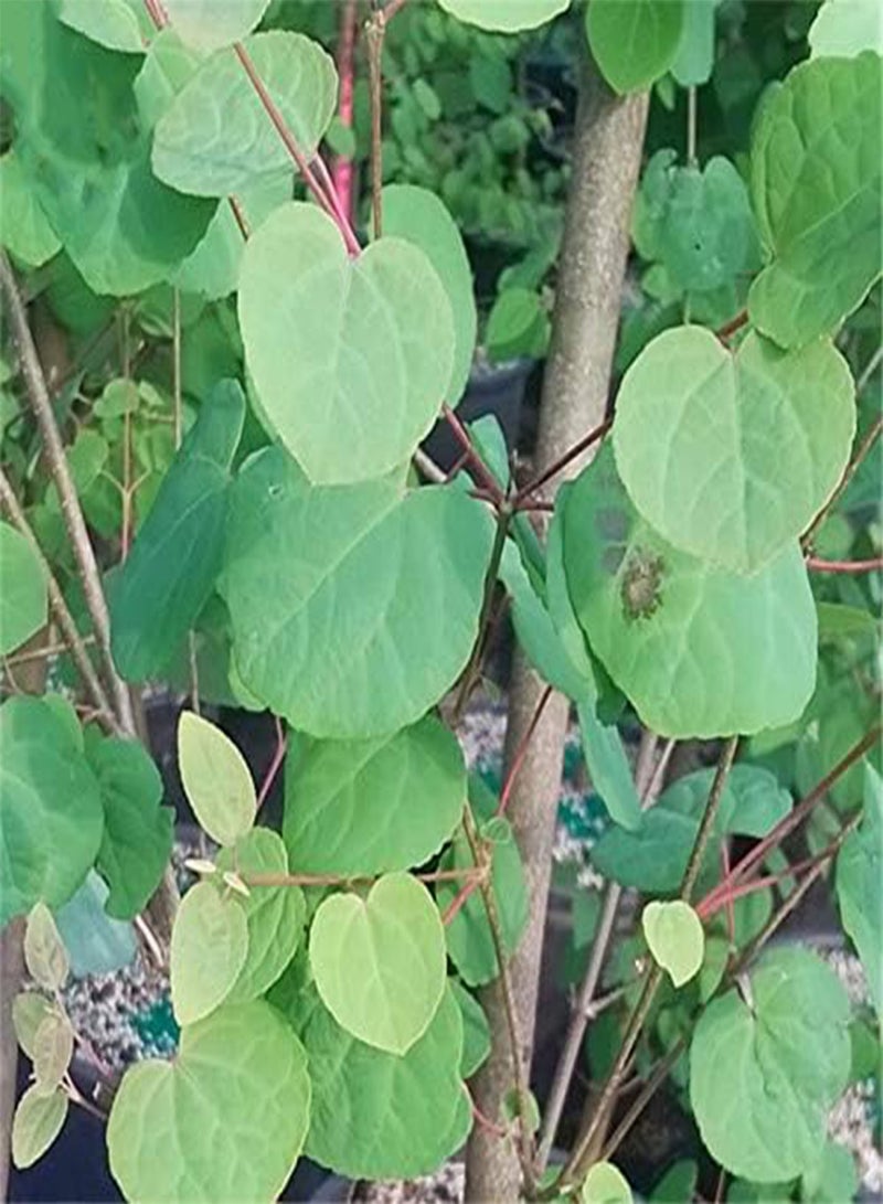 جي جوت بذور شجرة كاتسوراتري من إيجرو (30 قطعة/عبوة) - نبات سيرسيديفيلوم جابونيكوم - Image 1