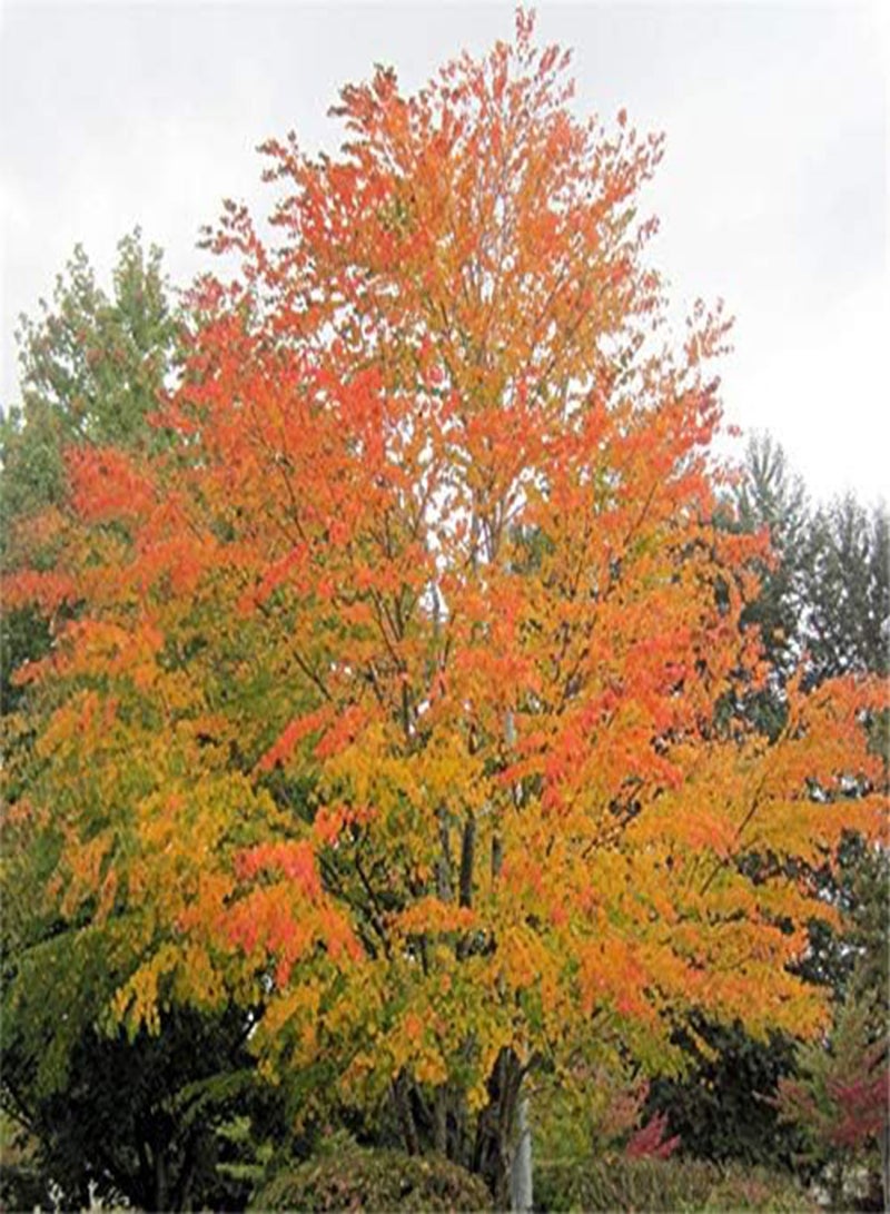 جي جوت بذور شجرة كاتسوراتري من إيجرو (30 قطعة/عبوة) - نبات سيرسيديفيلوم جابونيكوم - Image 5