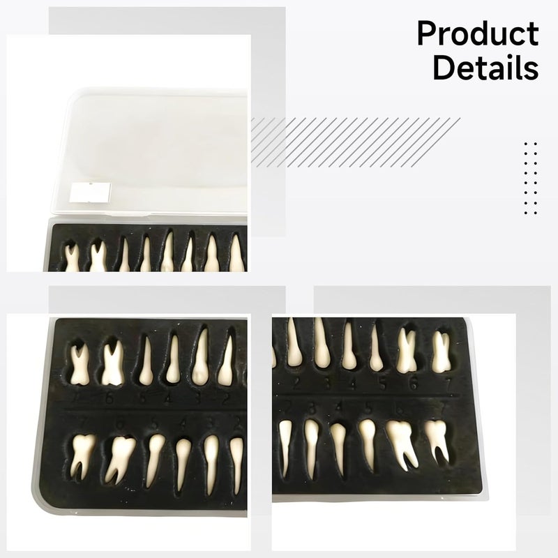 28 Pcs Teeth Model for Dentistry, Realistic Resin Artificial Teeth with Roots, Detachable, Display, Teaching, Practice - Image 2