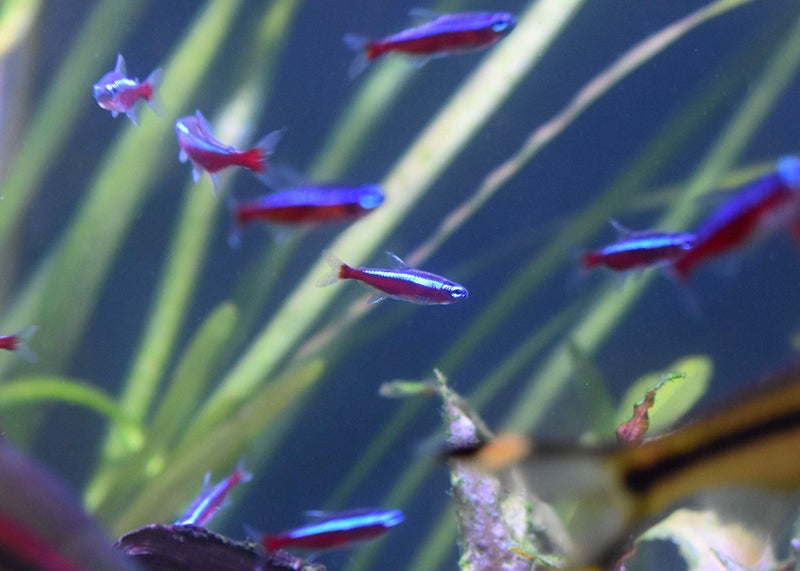 Seachem Stability Fish Tank Stabilizer - For Freshwater and Marine Aquariums, 16.9 Fl Oz (Pack of 1) - Image 3