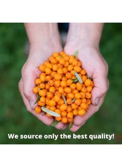 100% Pure Sea Buckthorn Seed Oil 2 oz - Premium Natural, Cold-pressed, Unrefined, Extra Virgin for Hair, Face, Lips, Acne, Anti aging Skincare