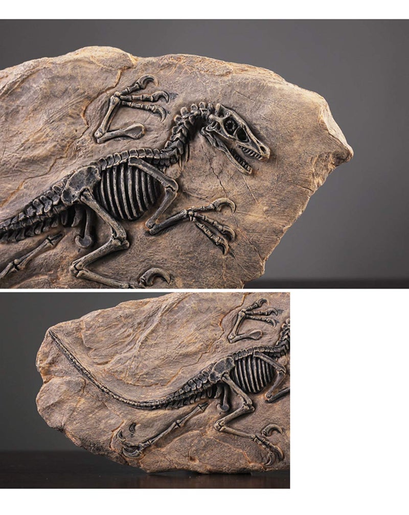 XINDAM Resin Dinosaur Fossil Statue Model Simulated Skeleton Home Office Display Decorative Craft Box Decoration (Style 2) - Image 5