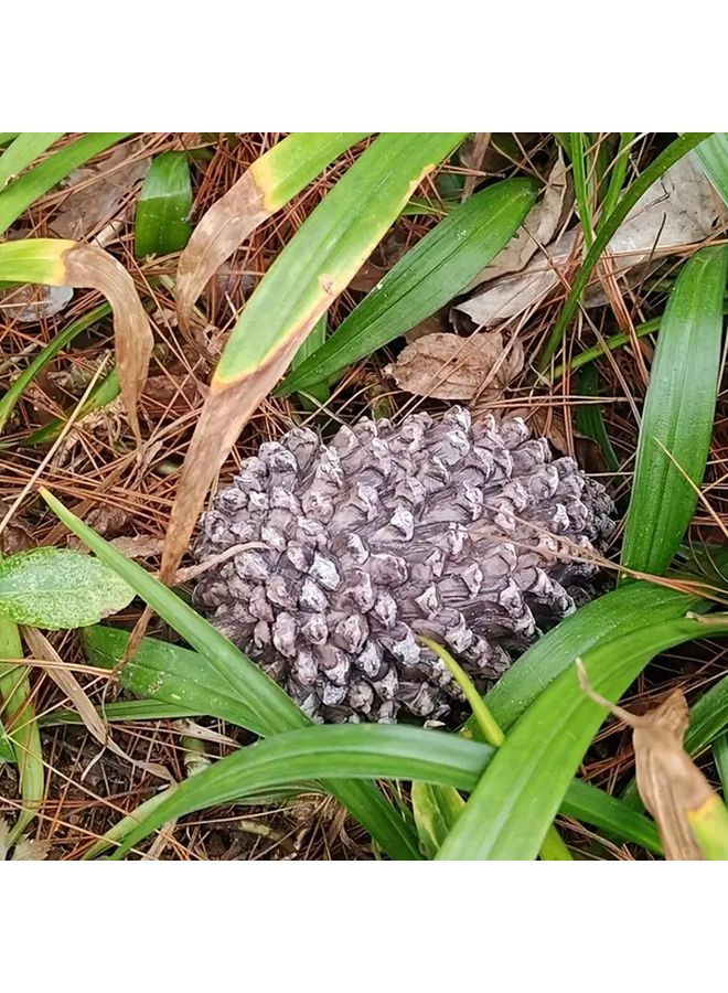Pine Cone Key Box With Lock Waterproof PVC Outdoor Hidden Key Holder 1pc - Image 5