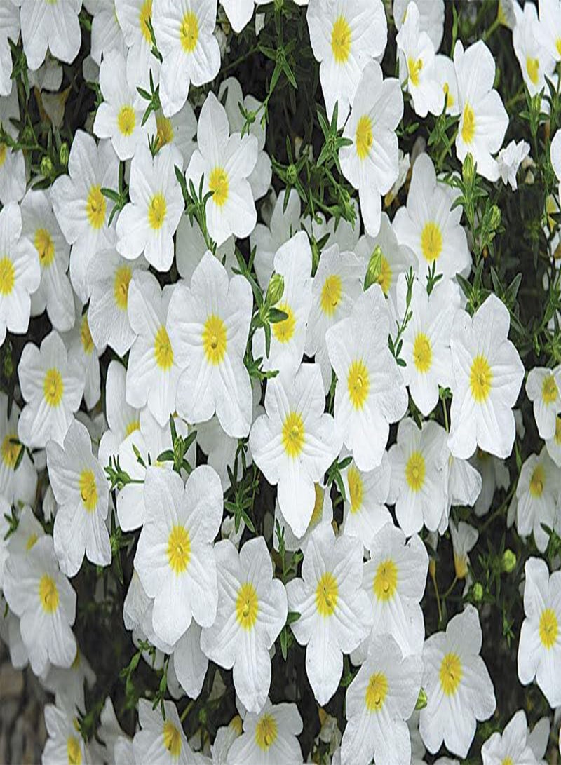 GGOOT - 550 Seeds + Plant tag +  - White Robe - Nierembergia hippomanica - Hanging Baskets