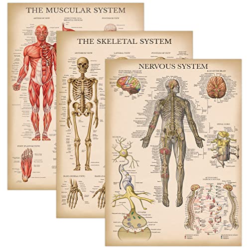 Palace Learning 3 Pack Vintage Muscle Skeleton Nervous System Anatomy Poster Set Muscular and Skeletal System Anatomical Charts Laminated 18 x 24 - Image 1