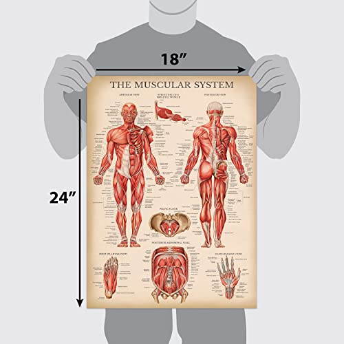 Palace Learning 3 Pack Vintage Muscle Skeleton Nervous System Anatomy Poster Set Muscular and Skeletal System Anatomical Charts Laminated 18 x 24 - Image 3