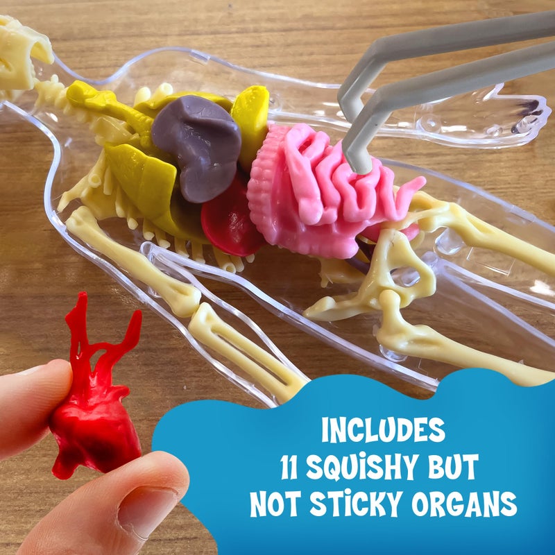 Thames & Kosmos Ooze Labs: Visible Human Body with Squishable Organs - Image 3