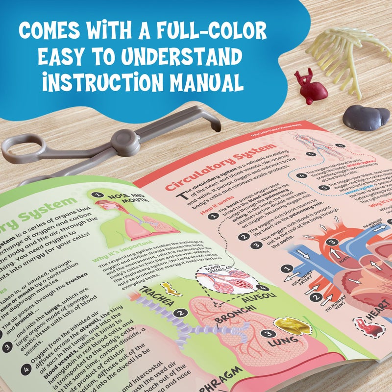 Thames & Kosmos Ooze Labs: Visible Human Body with Squishable Organs - Image 2