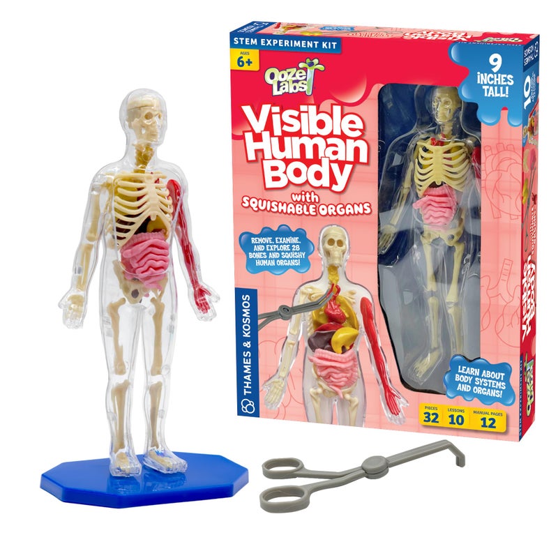 Thames & Kosmos Ooze Labs: Visible Human Body with Squishable Organs - Image 1