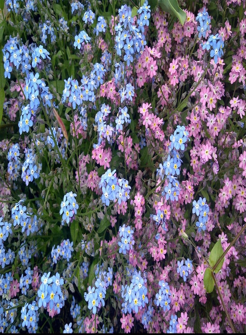 Daisy Meadow White (Forget-Me-Not Mix Myosotis Sylvatica Garden Plant Hardy Perennial Flowering Garden Plant Easy to Grow 10 Seeds)