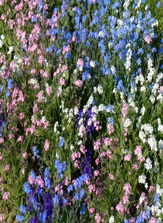 Daisy Meadow White (Forget-Me-Not Mix Myosotis Sylvatica Garden Plant Hardy Perennial Flowering Garden Plant Easy to Grow 10 Seeds) - pzsku/Z18E02236C6A40C020457Z/45/1746371678/f02e48d6-762a-4904-bcf6-8e93492b6be4