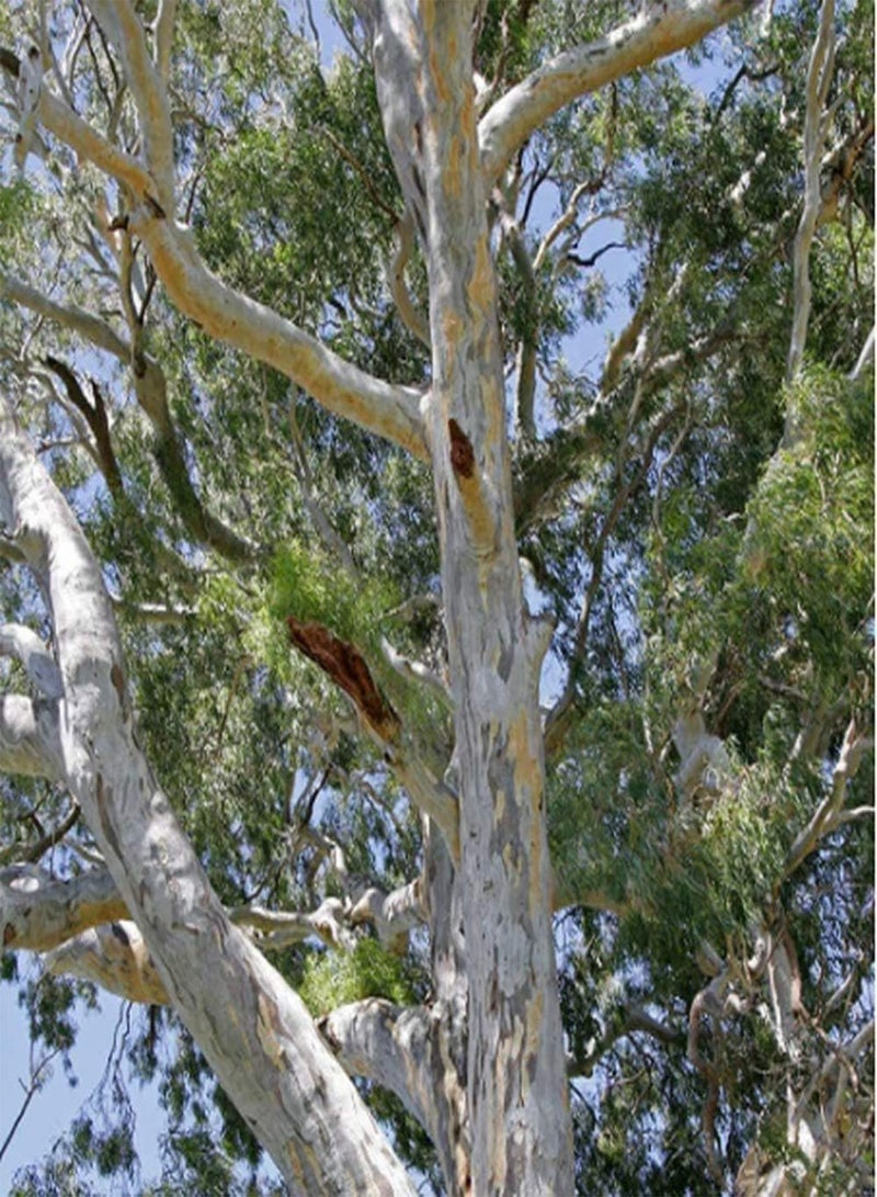 GGOOT 50Pcs Eucalyptus Seeds Broad Canopy Grow Fast Straight Trunk Heirloom Seed Low Cost Easy to Maintain Garden Courtyard Planting  - Image 3