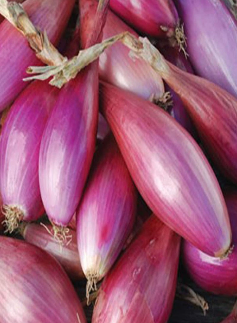 GGOOT 50 Long Scarlet Sweet Red Onion Seeds Easy Peel Large Italian Florence Heirloom - Image 2