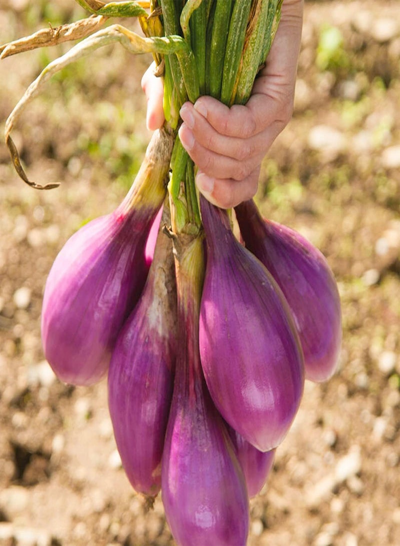 GGOOT 50 Long Scarlet Sweet Red Onion Seeds Easy Peel Large Italian Florence Heirloom - Image 1