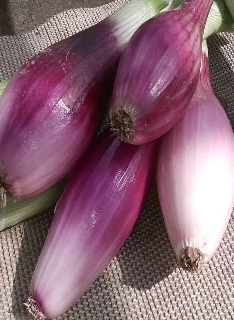 GGOOT 50 Long Scarlet Sweet Red Onion Seeds Easy Peel Large Italian Florence Heirloom - Image 3