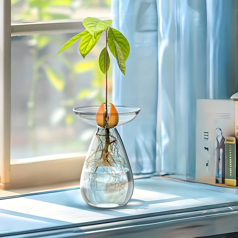 Transparent Avocado Seed Vase for Growing Tree Kit Indoor Outdoor - Image 1