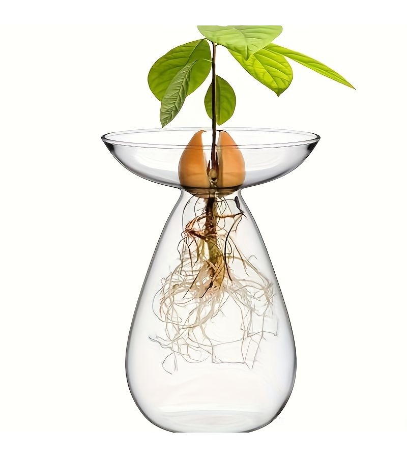 Transparent Avocado Seed Vase for Growing Tree Kit Indoor Outdoor - Image 4