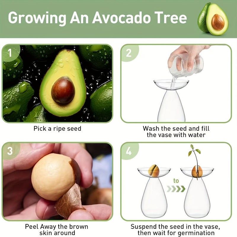 Transparent Avocado Seed Vase for Growing Tree Kit Indoor Outdoor - Image 5