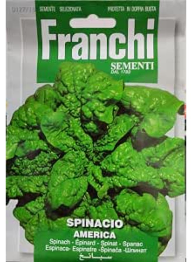 Spinach Spinacio America Organic Seeds